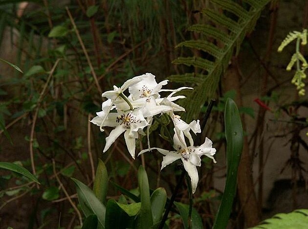 Botanická zahrada - orchideje 18