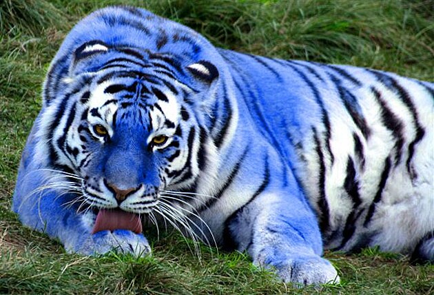 Modrý tygr 