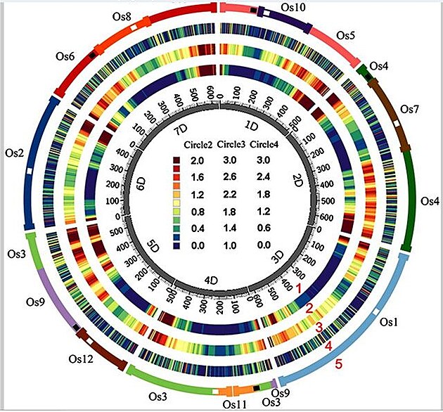 Ae. tauschii genome circle maps