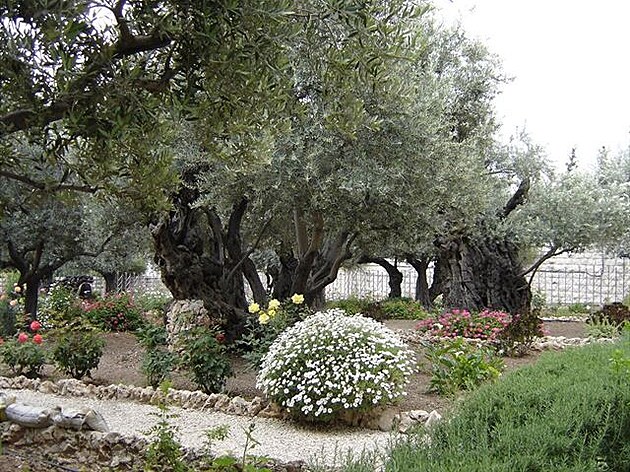 13 Zahrada Getsemanská, kde byl Jeí jat