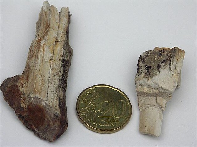 Dva mení zlomky zbytk kosti, na pravém je vidt relativn silná vrstevnatá...