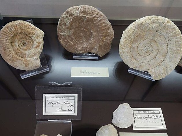 Zkamenliny z Remeovy sbírky