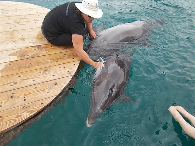 Delfíní abat 6