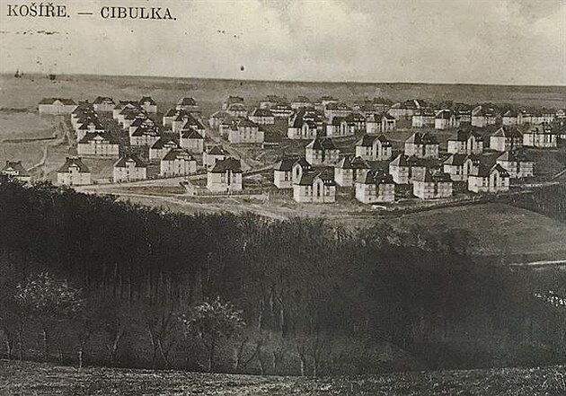 Cibulka