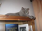 Simba na knihovn�