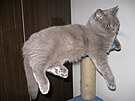 Simba p�etéká