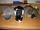 Simba, Filip a Mandy