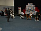 31 Elf  - momentky z výstav
