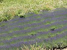 09 V Botanické zahrad� Praha