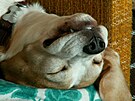 Pet�in Pes