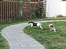 Mace�ka se Sv�tlu�kou