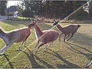 Lamy honí Ajvi, která se schovává za fotografkou