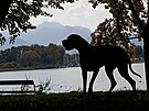 Chiemsee - nmecká doga u nmeckého jezera