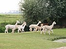 Na farm� jsou i lamy alpaky