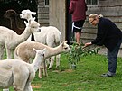 Na farm� jsou i lamy alpaky