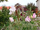 �íjnová zahrada je�t� kvete