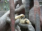 ZOO Indonésie 1