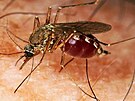 Culex pipiens