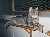 Merlin1
