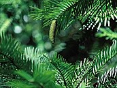 Austrálie Wollemia Nobilis 3