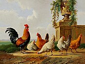 Slepice a zahradní kv�tiná�, Albertus Verhoesen