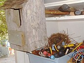 St�ízlíci si postavili hnízdo na �roubovácích za p�ipravenou budkou