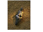 v�stonická venu�e