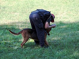 Nasumovn ped zatkem stopy (bloodhound Amigo)