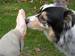 Nose touch. Cvik, jeho nzev se natst nikdo nesnail pekldat. Spov v...