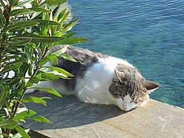 Dinko z Pagu za oleandrem. Siesta u moe.