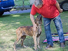 8 - praprapraddeek tto doginky byl Xerdv star brka Rocky