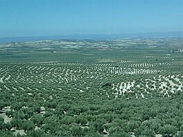 32 Olivy - kam dohldne, vude olivy