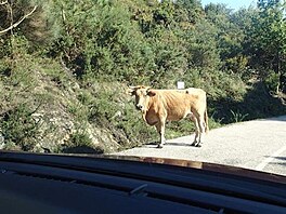 Galicie - protijedouc kravka