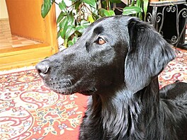 Flat coated retriever. ja - jak rostla a dospvala