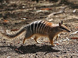 Numbat