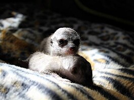 Novorozeata surikat