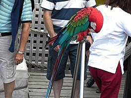 Papouek na Santa Maria