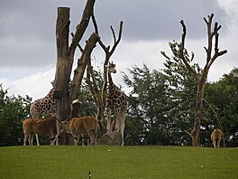 Givskud ZOO - safari