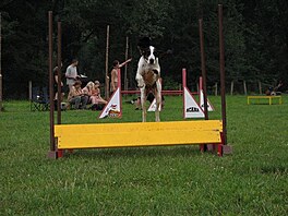 Agility - Cookie jede!