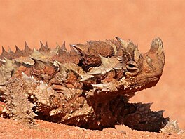 Moloch Horridus