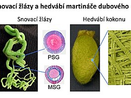 Snovac lzy a hedvb martine dubovho. PSG je ez zadn st a MSG...