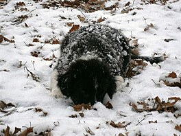 Australsk ovk Muff. Zima je fajn.