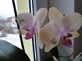 Orchideje doma