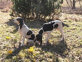 Rodie Bijou a Bodie (bernsk honic pes)