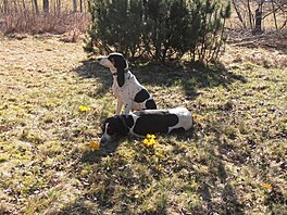 Rodie Bijou a Bodie (bernsk honic pes)