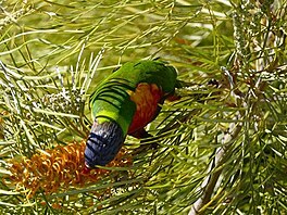 Papouek na strom. (Vlet do Austrlie)