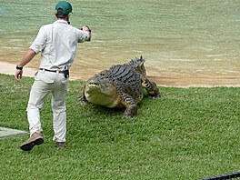 Australia Zoo. Krmen krokodla. (Vlet do Austrlie)