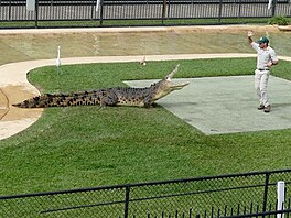 Australia Zoo. Krmen krokodla. (Vlet do Austrlie)