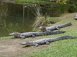 Australia Zoo. Krokodli. (Vlet do Austrlie)