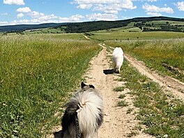 V dlce je Javoina. Vl pic a samojed